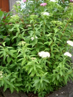 Weiße Zwergspiere 'Albiflora' -Deutschland Garten Funk Verkaufs-Shop b022740 Weisse Zwergspiere Albiflora 106457 0