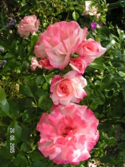 Strauchrose 'Rosenstadt Freising' ®/ Stad Kortrijk -Deutschland Garten Funk Verkaufs-Shop b022914 Strauchrose Rosenstadt Freising Stad Kortrijk 108595 0