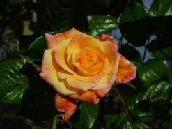 Kletterrose 'Moonlight' ® -Deutschland Garten Funk Verkaufs-Shop b022923 Kletterrose Moonlight 194885 0