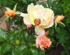 Kletterrose 'Moonlight' ® -Deutschland Garten Funk Verkaufs-Shop b022923 Kletterrose Moonlight 283525 0