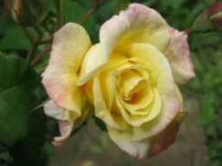 Kletterrose 'Moonlight' ® -Deutschland Garten Funk Verkaufs-Shop b022923 Kletterrose Moonlight 82479 0