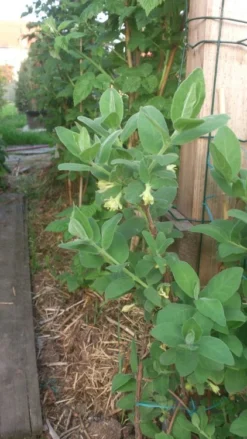 Honigbeere / Sibirische Blaubeere 'Blue Velvet' -Deutschland Garten Funk Verkaufs-Shop b024161 Honigbeere Maibeere Blue Velvet Sibirische Blaubeere 193676 0