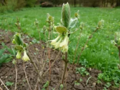 Honigbeere / Sibirische Blaubeere 'Blue Velvet' -Deutschland Garten Funk Verkaufs-Shop b024161 Honigbeere Maibeere Blue Velvet Sibirische Blaubeere 215890 0