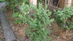 Honigbeere / Sibirische Blaubeere 'Blue Velvet' -Deutschland Garten Funk Verkaufs-Shop b024161 Honigbeere Maibeere Blue Velvet Sibirische Blaubeere 267897 0