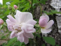 Ramblerrose 'Paul's Himalayan Musk Rambler' -Deutschland Garten Funk Verkaufs-Shop b025729 Ramblerrose Pauls Himalayan Musk Rambler 192332 0