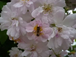 Ramblerrose 'Paul's Himalayan Musk Rambler' -Deutschland Garten Funk Verkaufs-Shop b025729 Ramblerrose Pauls Himalayan Musk Rambler 194885 0