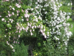 Ramblerrose 'Paul's Himalayan Musk Rambler' -Deutschland Garten Funk Verkaufs-Shop b025729 Ramblerrose Pauls Himalayan Musk Rambler 74239 0