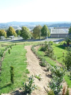 Kirschlorbeer / Lorbeerkirsche 'Rotundifolia' -Deutschland Garten Funk Verkaufs-Shop b028230 Kirschlorbeer Lorbeerkirsche Rotundifolia 298292 0