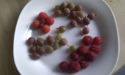 Stachelbeere 'Hinnonmäki Rot' -Deutschland Garten Funk Verkaufs-Shop b028800 Stachelbeere Hinnonmaeki rot 104431 0