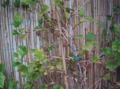 Stachelbeere 'Hinnonmäki Rot' -Deutschland Garten Funk Verkaufs-Shop b028800 Stachelbeere Hinnonmaeki rot 104431 2