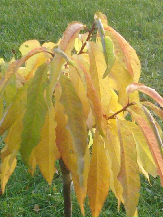 Nektarine (Zwergform) 8 Nektarine (Zwergform) – Bild 8