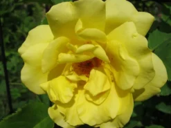 Kletterrose 'Golden Gate' ® -Deutschland Garten Funk Verkaufs-Shop b029896 Kletterrose Golden Gate 82479 0