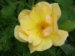 Bodendecker-Rose 'Amber Sun' ® / 'Sonne Des Allgäu' -Deutschland Garten Funk Verkaufs-Shop b029903 Bodendeckerrose Amber Sun Sonne des Allgaeu 82479 0