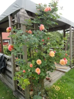 Kletterrose 'Aloha' ® -Deutschland Garten Funk Verkaufs-Shop b029908 Kletterrose Aloha 116021 0