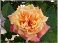 Kletterrose 'Aloha' ® -Deutschland Garten Funk Verkaufs-Shop b029908 Kletterrose Aloha 63599 0