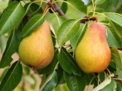 Sommerbirne 'Prinzessin Von Lübeck' / 'Wondernot'