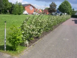 Feuerdorn 'Red Column' -Deutschland Garten Funk Verkaufs-Shop b030670 Feuerdorn Red Column 69971 0