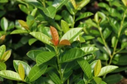 Deutschland Garten Funk Verkaufs-Shop 22 Kirschlorbeer / Lorbeerkirsche 'Kleopatra' ®