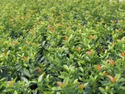 Kirschlorbeer / Lorbeerkirsche 'Kleopatra' ® -Deutschland Garten Funk Verkaufs-Shop b031295 Kirschlorbeer Lorbeerkirsche Kleopatra Neu 0