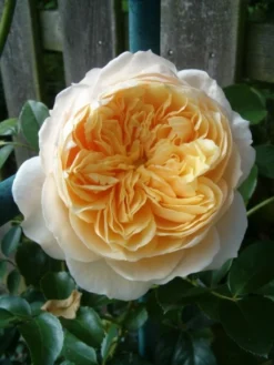 Kletterrose 'Ginger Syllabub' 13 Kletterrose 'Ginger Syllabub' -Deutschland Garten Funk Verkaufs-Shop b031425 Kletterrose Ginger Syllabub 74026 0