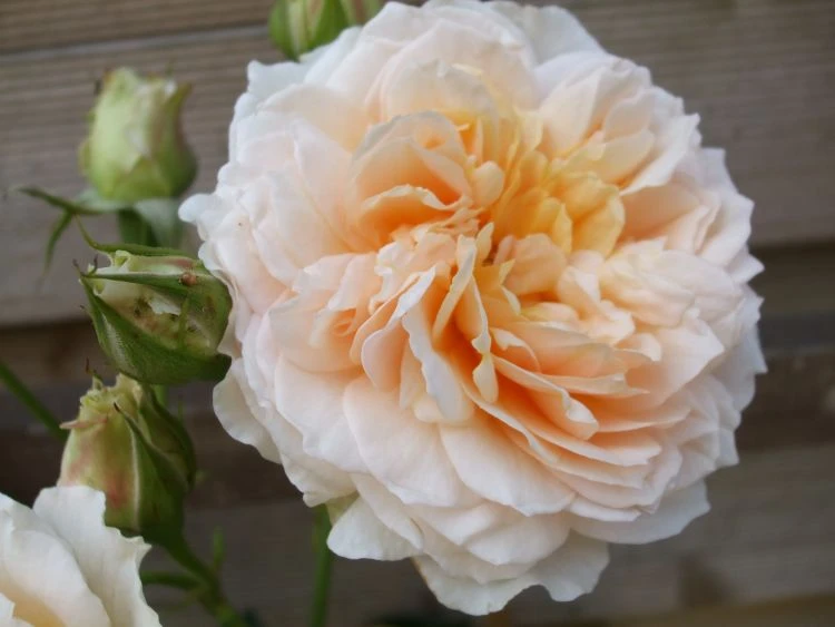 Kletterrose 'Ginger Syllabub' 6 Kletterrose 'Ginger Syllabub' – Bild 6