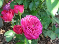 Beetrose 'Heidi Klum-Rose' ® -Deutschland Garten Funk Verkaufs-Shop b031540 Beetrose Heidi Klum Rose 101276 0