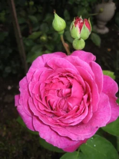 Beetrose 'Heidi Klum-Rose' ® -Deutschland Garten Funk Verkaufs-Shop b031540 Beetrose Heidi Klum Rose 194885 0