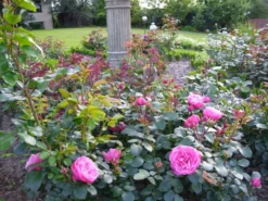 Beetrose 'Heidi Klum-Rose' ® -Deutschland Garten Funk Verkaufs-Shop b031540 Beetrose Heidi Klum Rose 321883 0