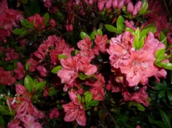 Japanische Azalee 'Satschiko' / Geisha Orange ® -Deutschland Garten Funk Verkaufs-Shop b032410 Japanische Azalee Satschiko Geisha Orange 124228 0