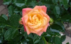 Zwergrose 'Little Sunset' ® 29 Zwergrose 'Little Sunset' ® -Deutschland Garten Funk Verkaufs-Shop b034651 Zwergrose Little Sunset 283525 0