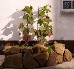 Weintraube 'New York Muscat' -Deutschland Garten Funk Verkaufs-Shop b034671 Weintraube New York Muscat Pergola Weinrebe 452383 0