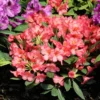 Rhododendron 'Balalaika'