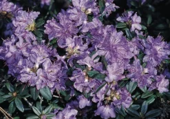 Rhododendron 'Blaubart'