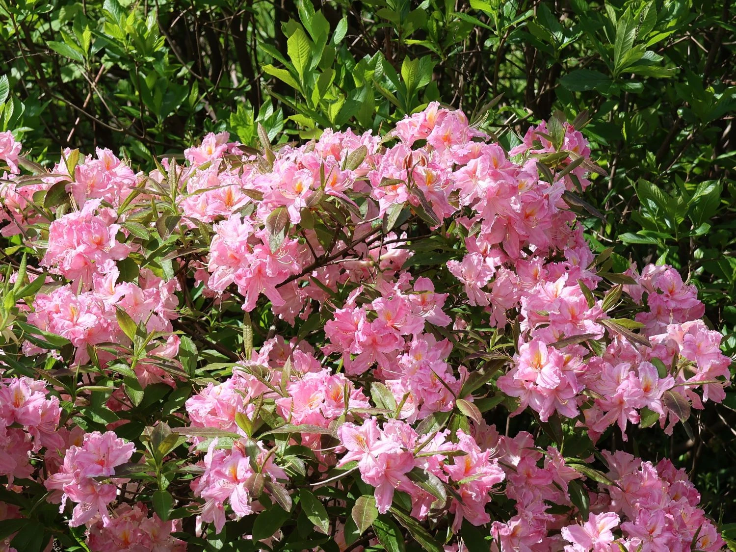 Laubabwerfende Azalee 'Raimunde' 1 Laubabwerfende Azalee 'Raimunde'