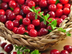 Cranberry / Großfruchtige Moosbeere 'Red Star' / 'Howes'