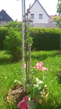 Indianerbanane / Papau -Deutschland Garten Funk Verkaufs-Shop b036828 Indianerbanane Papau 193676 0