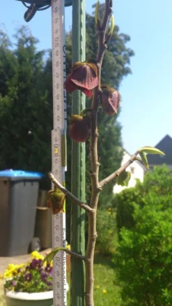 Indianerbanane / Papau -Deutschland Garten Funk Verkaufs-Shop b036828 Indianerbanane Papau 193676 1