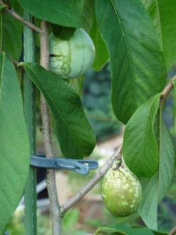 Indianerbanane / Papau -Deutschland Garten Funk Verkaufs-Shop b036828 Indianerbanane Papau 193676 2