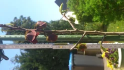 Indianerbanane / Papau -Deutschland Garten Funk Verkaufs-Shop b036828 Indianerbanane Papau 267897 1