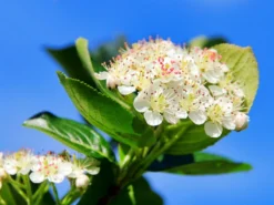 Apfelbeere 'Nero' -Deutschland Garten Funk Verkaufs-Shop b037381 Apfelbeere Nero 0