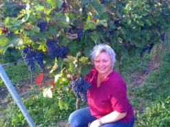 Weintraube 'Dornfelder' ® -Deutschland Garten Funk Verkaufs-Shop b037404 Weintraube Dornfelder 234845 0