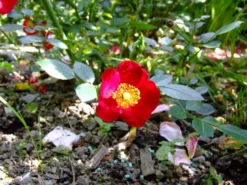 Bodendecker-Rose 'Bassino' ® 23 Bodendecker-Rose 'Bassino' ® -Deutschland Garten Funk Verkaufs-Shop b037491 Bodendeckerrose Bassino 219390 0 1