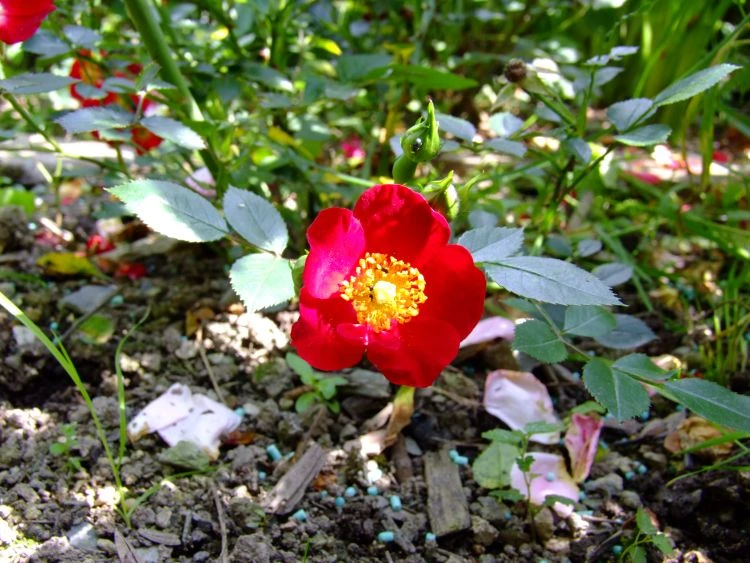 Bodendecker-Rose 'Bassino' ® 12 Bodendecker-Rose 'Bassino' ® – Bild 12