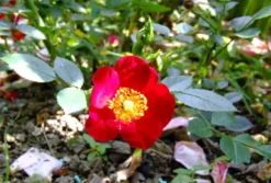 Bodendecker-Rose 'Bassino' ® 20 Bodendecker-Rose 'Bassino' ® -Deutschland Garten Funk Verkaufs-Shop b037491 Bodendeckerrose Bassino 219390 0