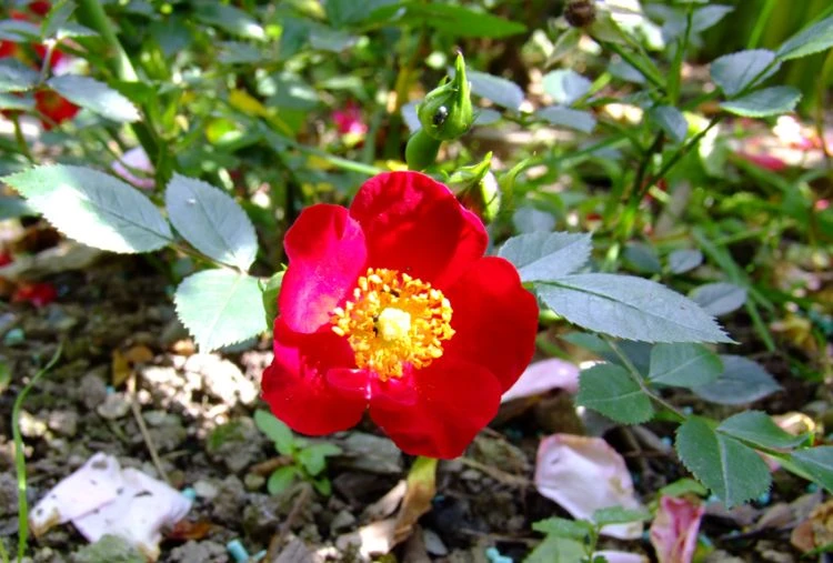 Bodendecker-Rose 'Bassino' ® 9 Bodendecker-Rose 'Bassino' ® – Bild 9