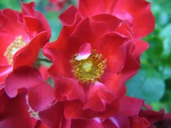 Bodendecker-Rose 'Bassino' ® 22 Bodendecker-Rose 'Bassino' ® -Deutschland Garten Funk Verkaufs-Shop b037491 Bodendeckerrose Bassino 219390 1