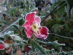 Bodendecker-Rose 'Bassino' ® 21 Bodendecker-Rose 'Bassino' ® -Deutschland Garten Funk Verkaufs-Shop b037491 Bodendeckerrose Bassino 219390 2