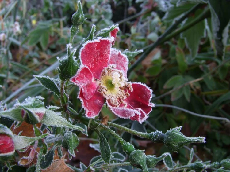 Bodendecker-Rose 'Bassino' ® 10 Bodendecker-Rose 'Bassino' ® – Bild 10