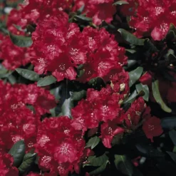 Rhododendron 'Tarantella' (S)