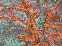 Sanddorn Weiblich 'Leikora' -Deutschland Garten Funk Verkaufs-Shop b037695 Sanddorn weiblich Leikora 122112 0